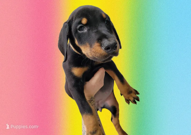 Stella rose – Doberman Pinscher puppy for sale in Springfield, MO
