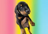 Stella rose, a female Doberman Pinscher for sale in Springfield, MO – 1 of 2