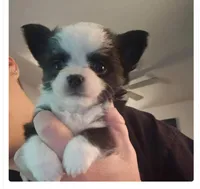 Black and white, a male Chihuahua for sale in Springfield, MO – 1 of 1