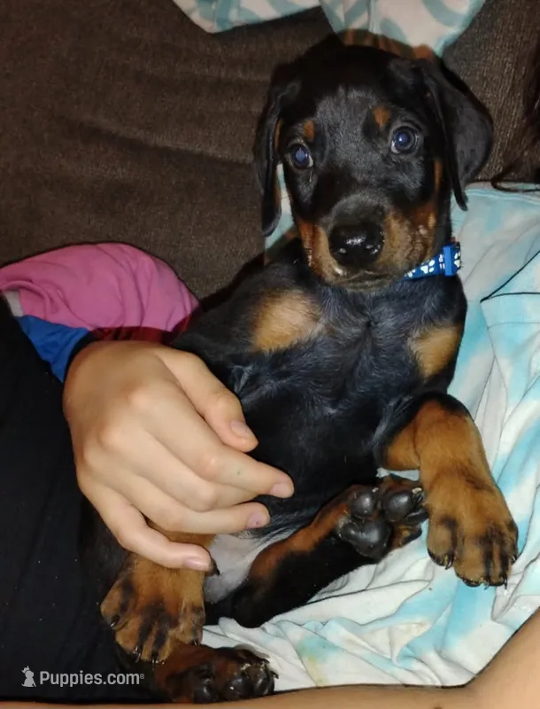 Dark blue  – Doberman Pinscher puppy for sale in Springfield, MO