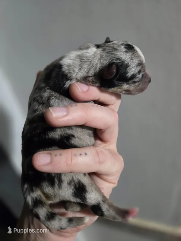 Prisma – Chihuahua puppy for sale in Springfield, MO