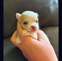 Spot, a male Chihuahua for sale in Springfield, MO – 2 of 2