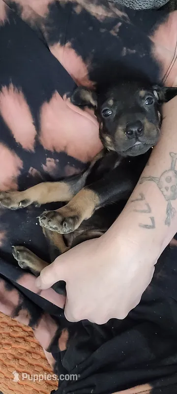 Tiny boy – Doberman Pinscher puppy for sale in Springfield, MO