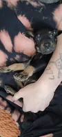 Tiny boy, a male Doberman Pinscher for sale in Springfield, MO – 1 of 3