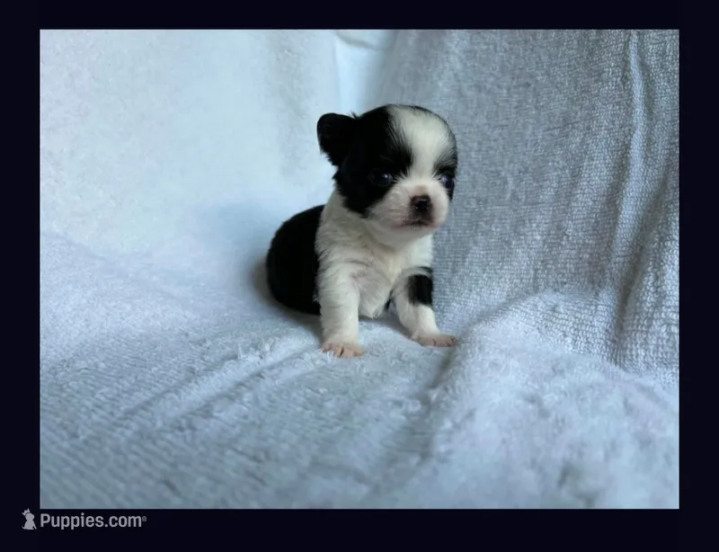 Tiny boy  – Chihuahua puppy for sale in Springfield, MO