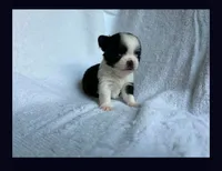 Tiny boy , a male Chihuahua for sale in Springfield, MO – 1 of 2