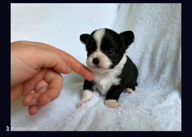 Little one – Chihuahua puppy for sale in Springfield, MO