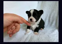 Little one, a female Chihuahua for sale in Springfield, MO – 1 of 2