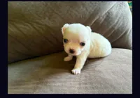 Itty bitty, a male Chihuahua for sale in Springfield, MO – 2 of 2