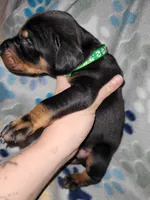 Dark green, a male Doberman Pinscher for sale in Springfield, MO – 2 of 3