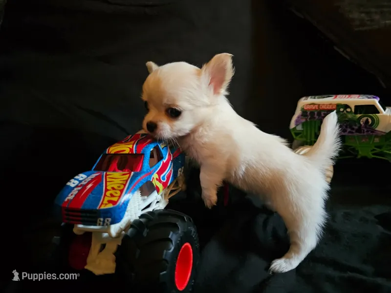 Tiny – Chihuahua puppy for sale in Springfield, MO