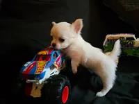 Tiny, a male Chihuahua for sale in Springfield, MO – 1 of 3