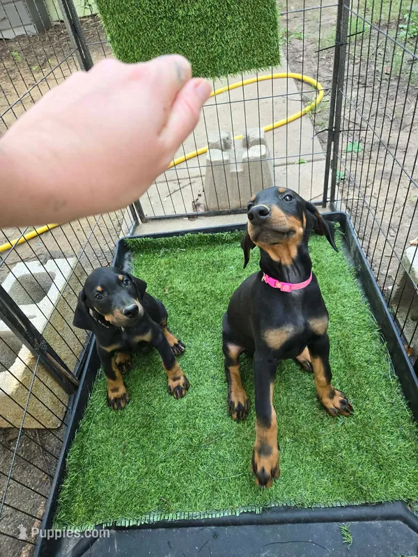 Boy – Doberman Pinscher puppy for sale in Springfield, MO