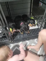 Boy, a male Doberman Pinscher for sale in Springfield, MO – 3 of 4