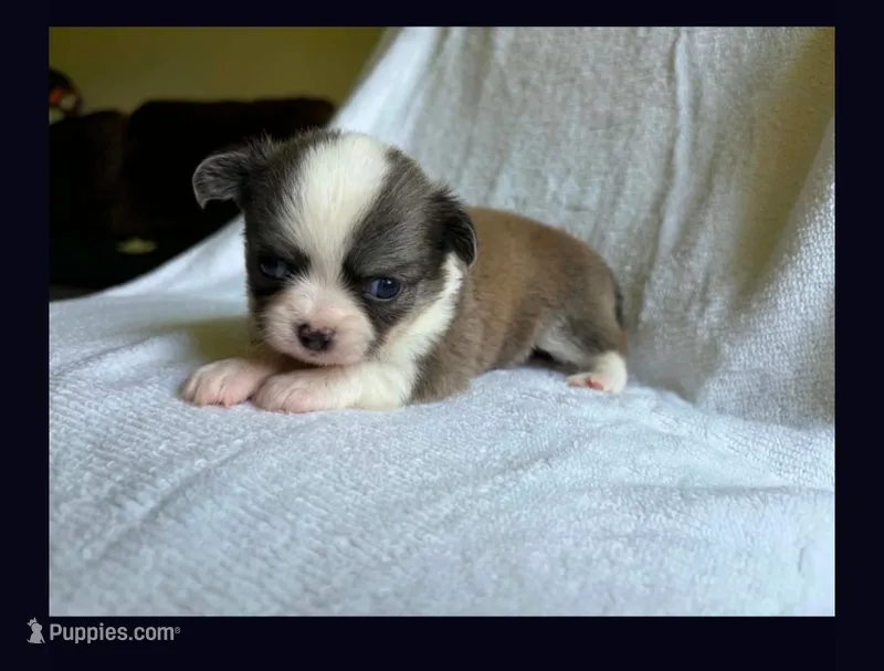Tiny girl – Chihuahua puppy for sale in Springfield, MO