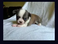 Tiny girl, a female Chihuahua for sale in Springfield, MO – 1 of 2