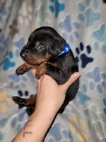 Dark blue , a male Doberman Pinscher for sale in Springfield, MO – 3 of 3
