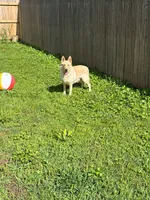 Nala in heat now , a female German Shepherd Dog for sale in Springfield, MO – 2 of 3