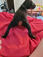 Tiny boy, a male Doberman Pinscher for sale in Springfield, MO – 2 of 3