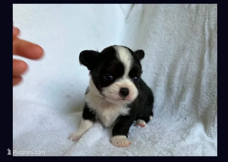 Black & white  – Chihuahua puppy for sale in Springfield, MO