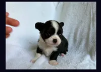 Black & white , a male Chihuahua for sale in Springfield, MO – 1 of 2