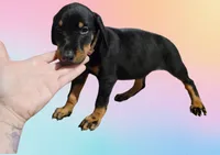 Stella rose, a female Doberman Pinscher for sale in Springfield, MO – 2 of 2