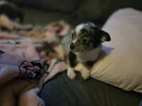 Tetris, a male Chihuahua for sale in Springfield, MO – 3 of 4