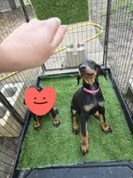 Ace, a male Doberman Pinscher for sale in Springfield, MO – 2 of 2