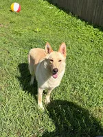Nala in heat now , a female German Shepherd Dog for sale in Springfield, MO – 3 of 3