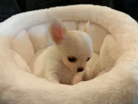 Itty bitty, a male Chihuahua for sale in Springfield, MO – 2 of 2