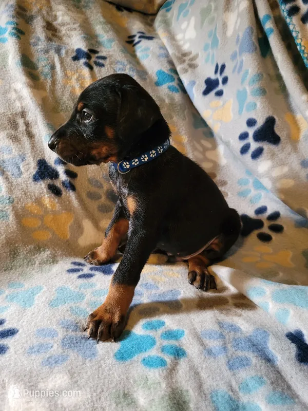 Dark blue  – Doberman Pinscher puppy for sale in Springfield, MO