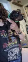 Dark green, a male Doberman Pinscher for sale in Springfield, MO – 1 of 3