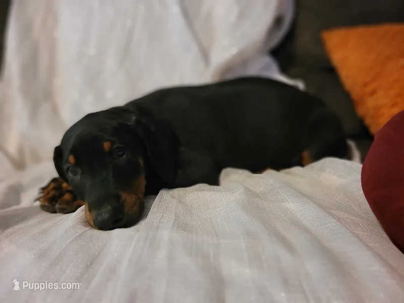 Boy – Doberman Pinscher puppy for sale in Springfield, MO