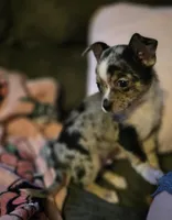 Tetris, a male Chihuahua for sale in Springfield, MO – 2 of 4