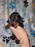 Dark blue , a male Doberman Pinscher for sale in Springfield, MO – 2 of 3