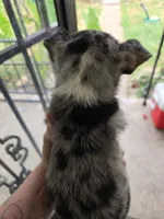 Tetris, a male Chihuahua for sale in Springfield, MO – 4 of 4