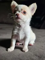 Little boy, a male Chihuahua for sale in Springfield, MO – 3 of 3