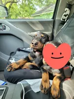 Ace, a male Doberman Pinscher for sale in Springfield, MO – 1 of 2