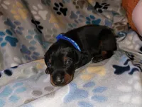 Dark blue , a male Doberman Pinscher for sale in Springfield, MO – 1 of 3
