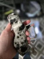 Prisma, a male Chihuahua for sale in Springfield, MO – 3 of 3
