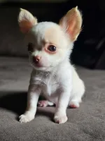 Little boy, a male Chihuahua for sale in Springfield, MO – 2 of 3