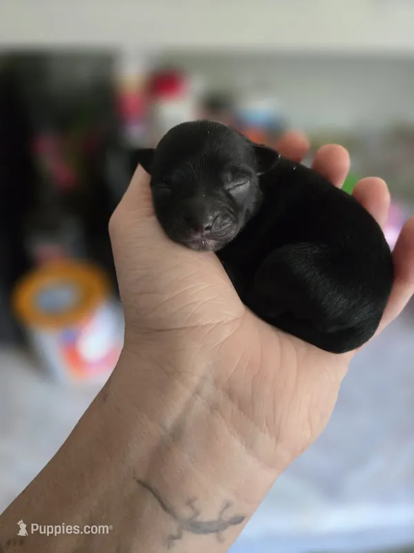 Toothless – Chihuahua puppy for sale in Springfield, MO