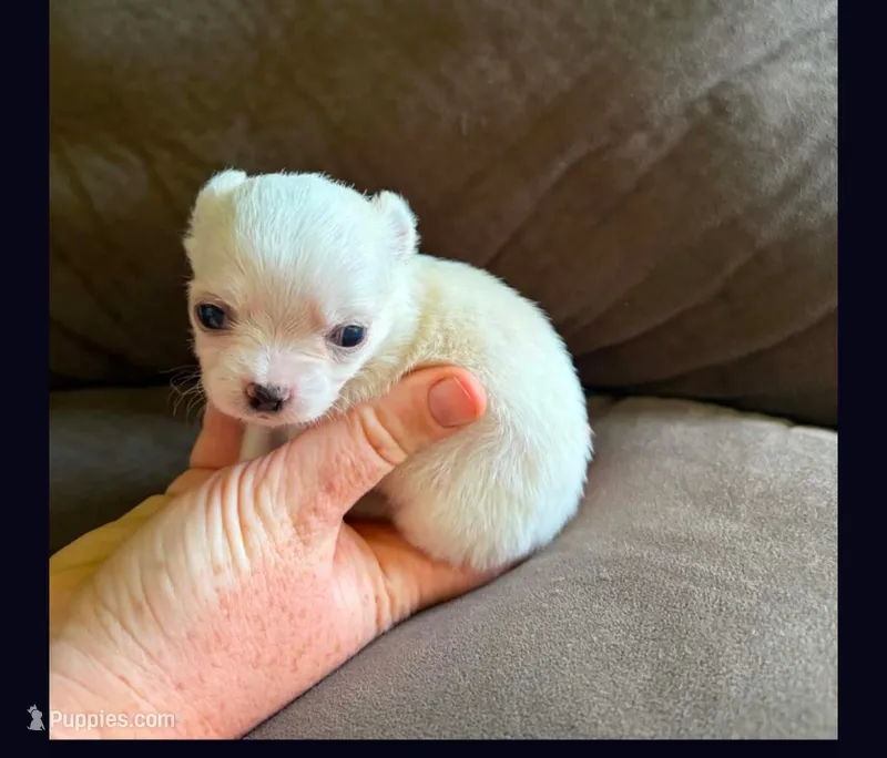 Itty bitty – Chihuahua puppy for sale in Springfield, MO