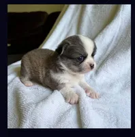Tiny girl, a female Chihuahua for sale in Springfield, MO – 2 of 2