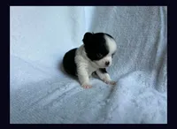 Tiny boy , a male Chihuahua for sale in Springfield, MO – 2 of 2