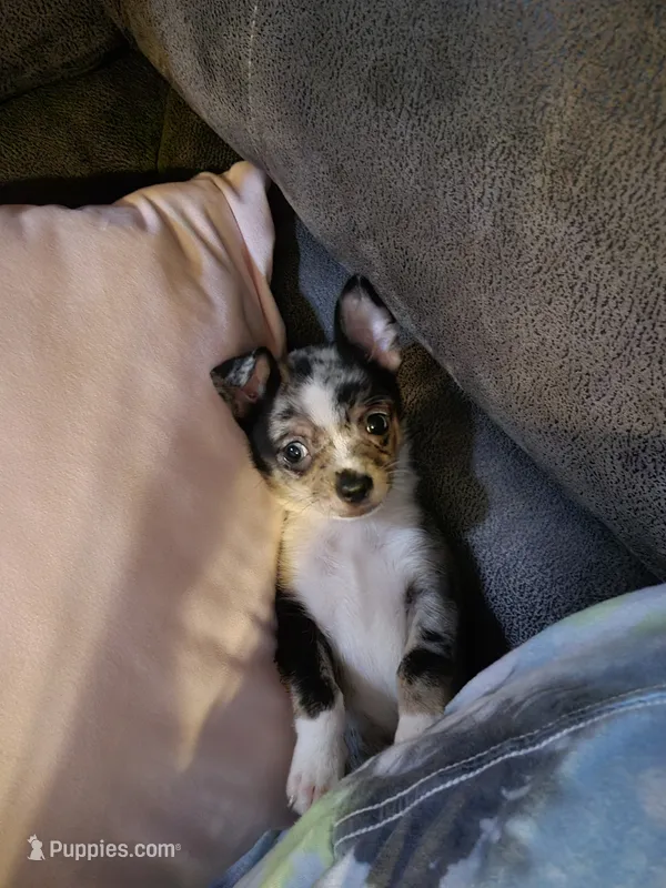 Tetris – Chihuahua puppy for sale in Springfield, MO