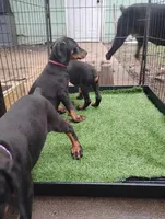 Boy, a male Doberman Pinscher for sale in Springfield, MO – 4 of 4