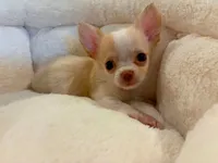 Little one, a male Chihuahua for sale in Springfield, MO – 2 of 2