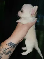Tiny, a male Chihuahua for sale in Springfield, MO – 3 of 3
