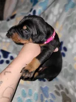 Pink boy, a male Doberman Pinscher for sale in Springfield, MO – 2 of 2